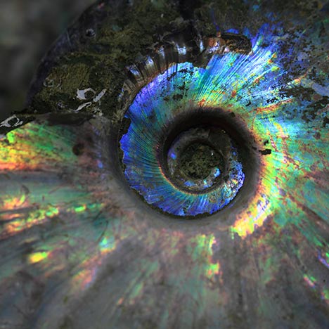 Spiral shell with iridescent colors