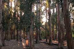 Image of Eucalyptus Grove